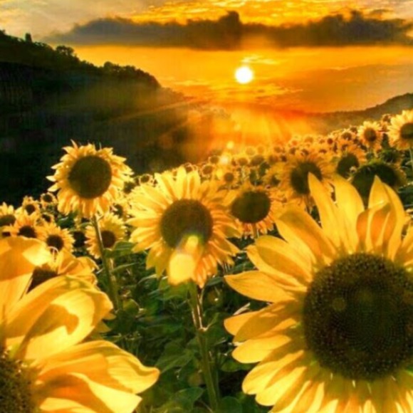 1213sunflower